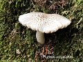 Pluteus petasatus-amf1492-2